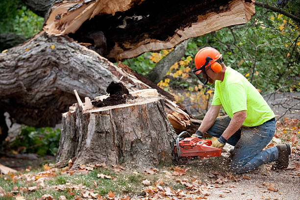 Best Seasonal Cleanup (Spring/Fall)  in USA